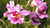 Our National Flower : Vanda Miss Joaquim (Hybrid Orchids)