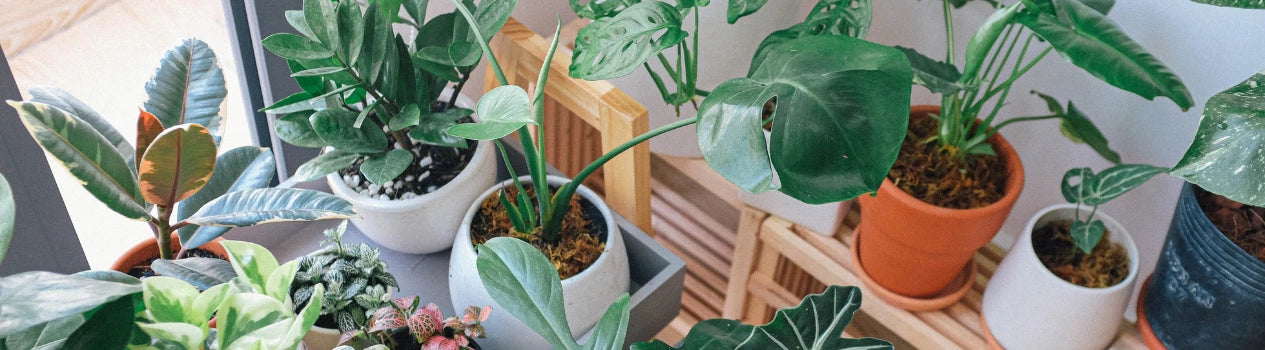 Best Indoor Plants In Singapore