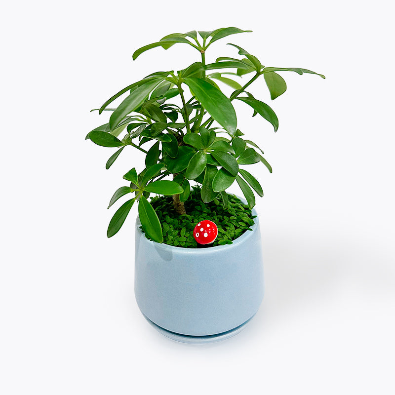 Umbrella Plant Pot