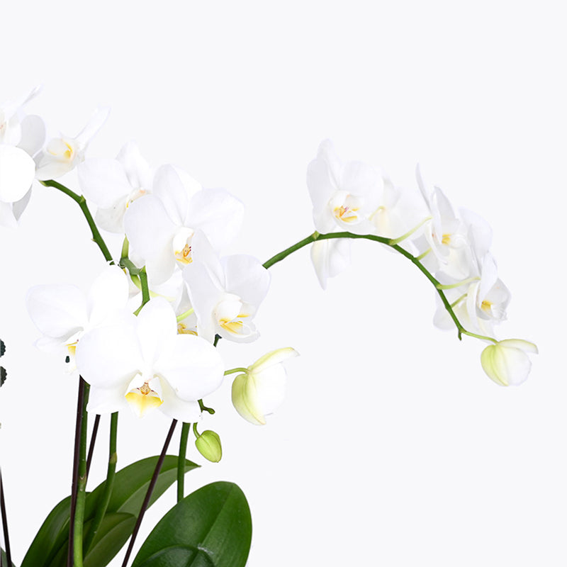 Diamond Grove Orchid