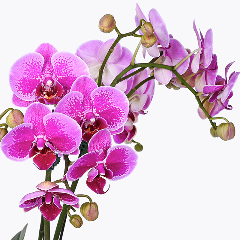 Imperial Jewel Orchid