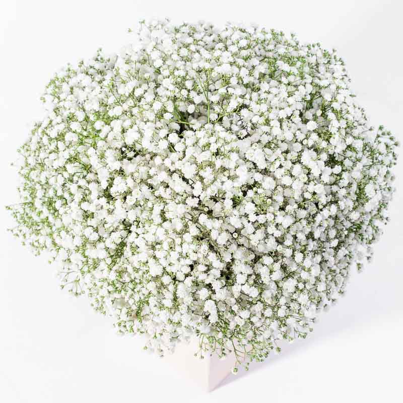 Sweet Baby Breath