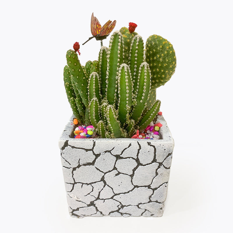 Enchanted Garden Cactus