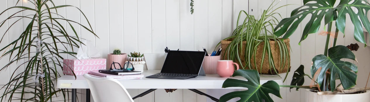 Best Office Plants In Singapore