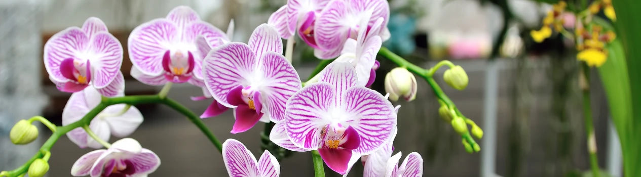 Find Orchids Here!_orchids