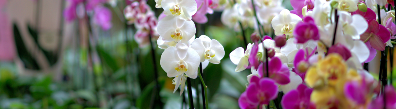 Send a beautiful orchid bouquet today!_orchids