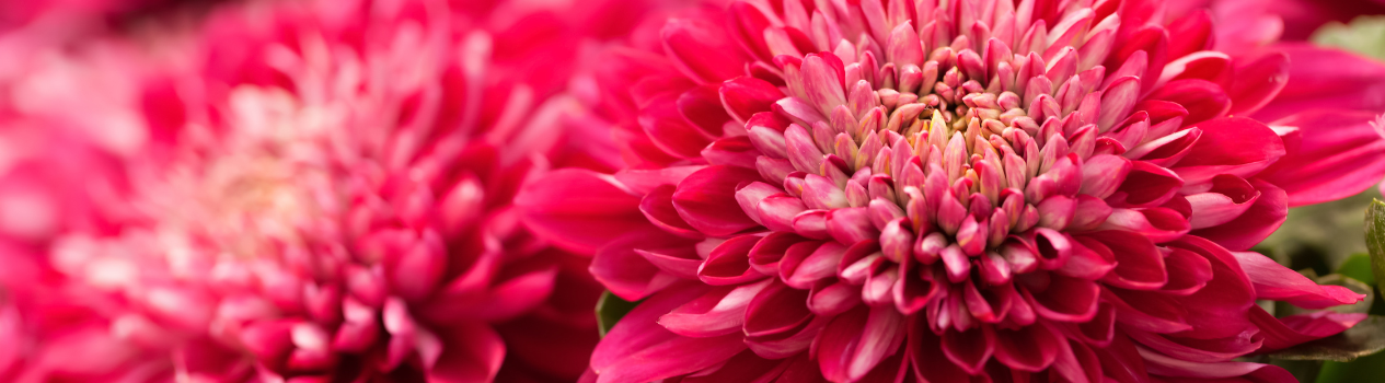 History of Ping Pong (Chrysanthemum)