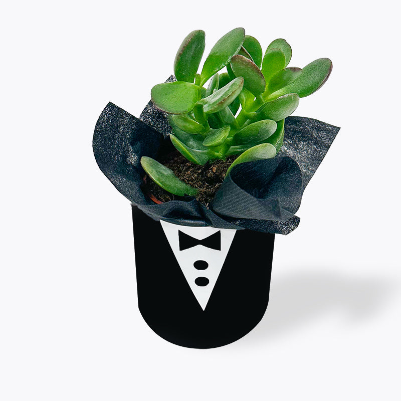 Mr. Succulent