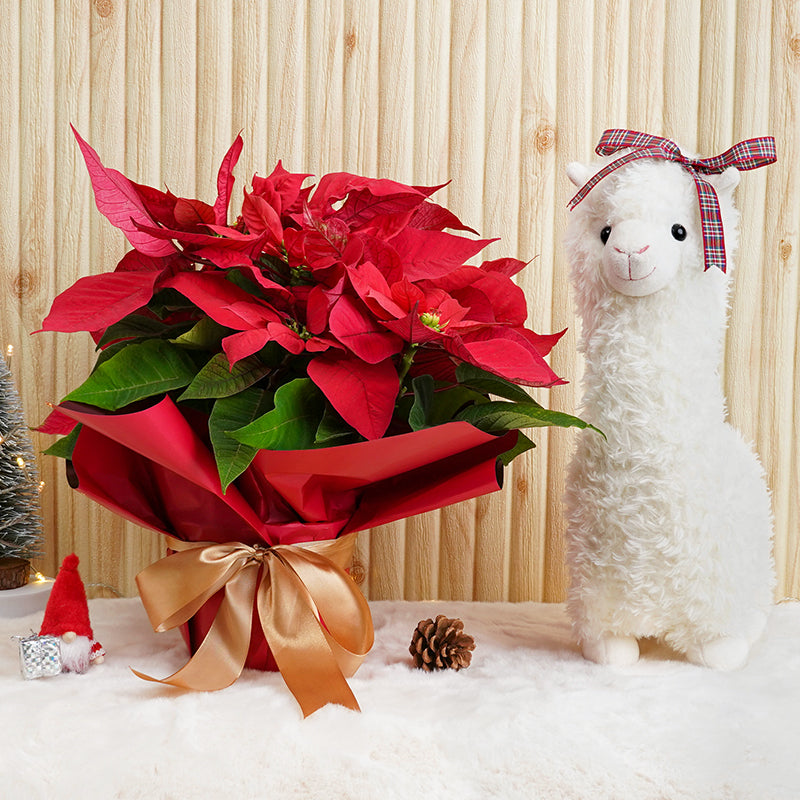 Angela's Gift