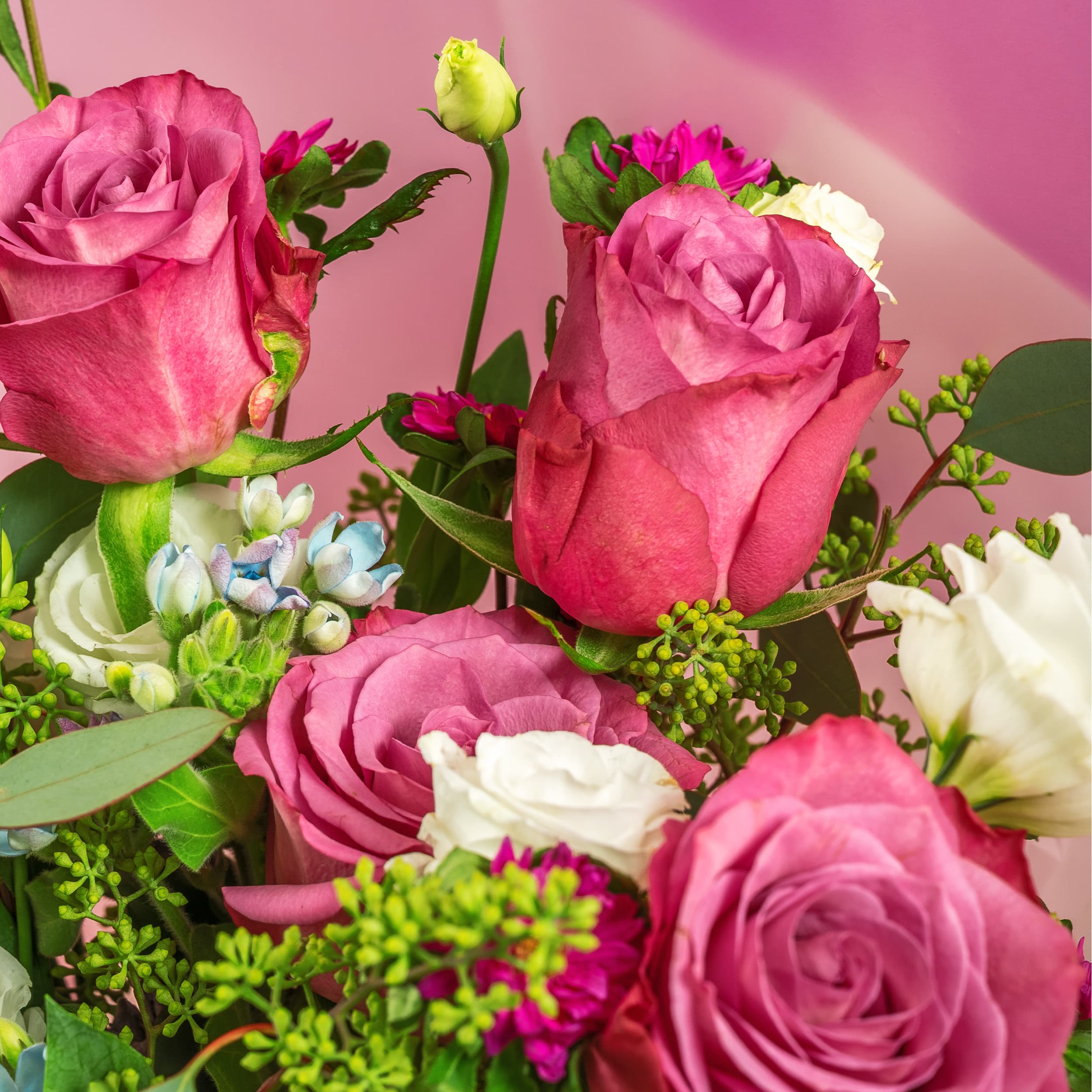 Divine Purple Roses