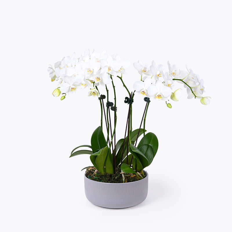 Diamond Grove Orchid