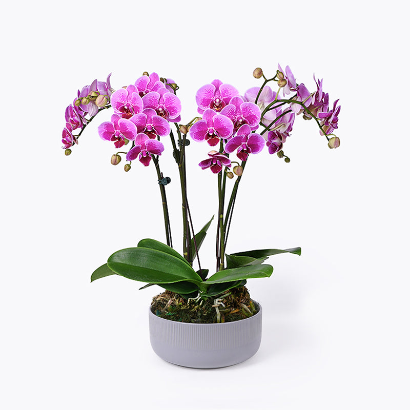 Potted Plants Indoor Plants SameDay Delivery