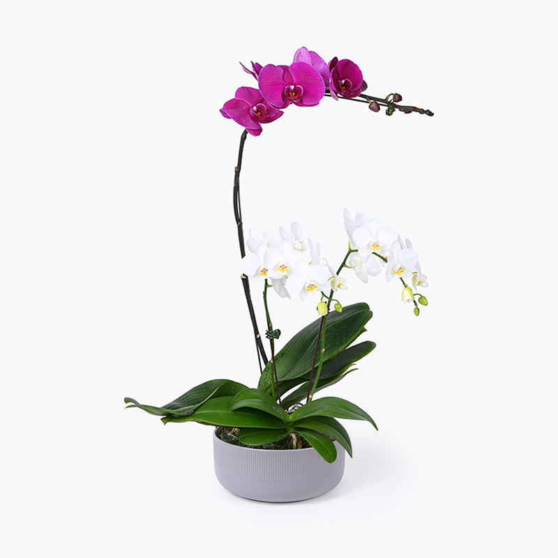 Magenta Melange Orchid
