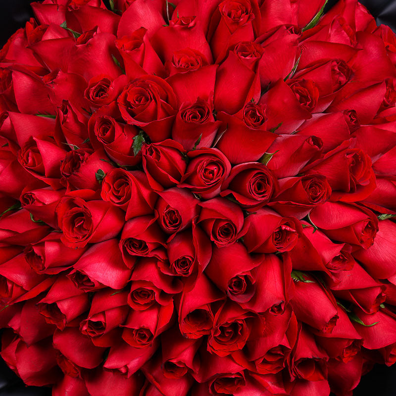 99 Red Roses Midnight Edition