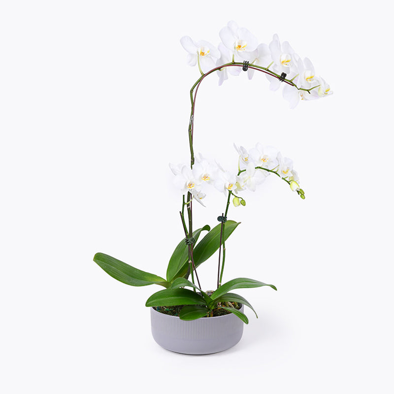 Pearl Treasures Orchid