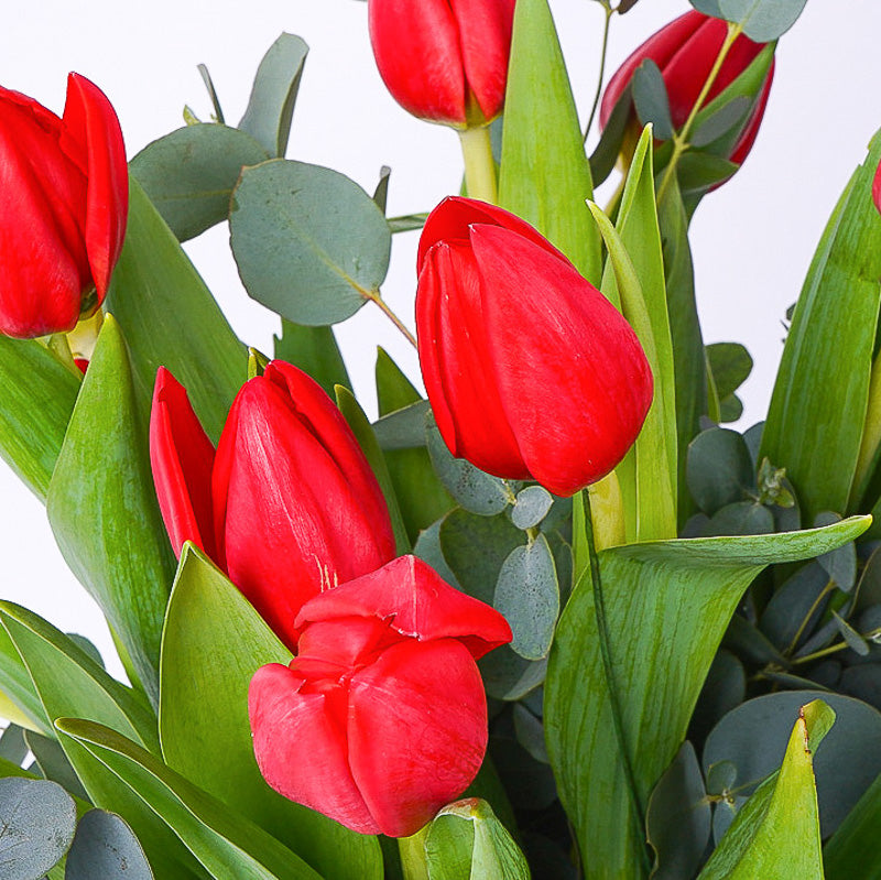 Tulipani