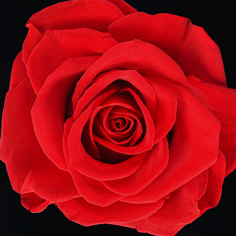 Enchanted Rose