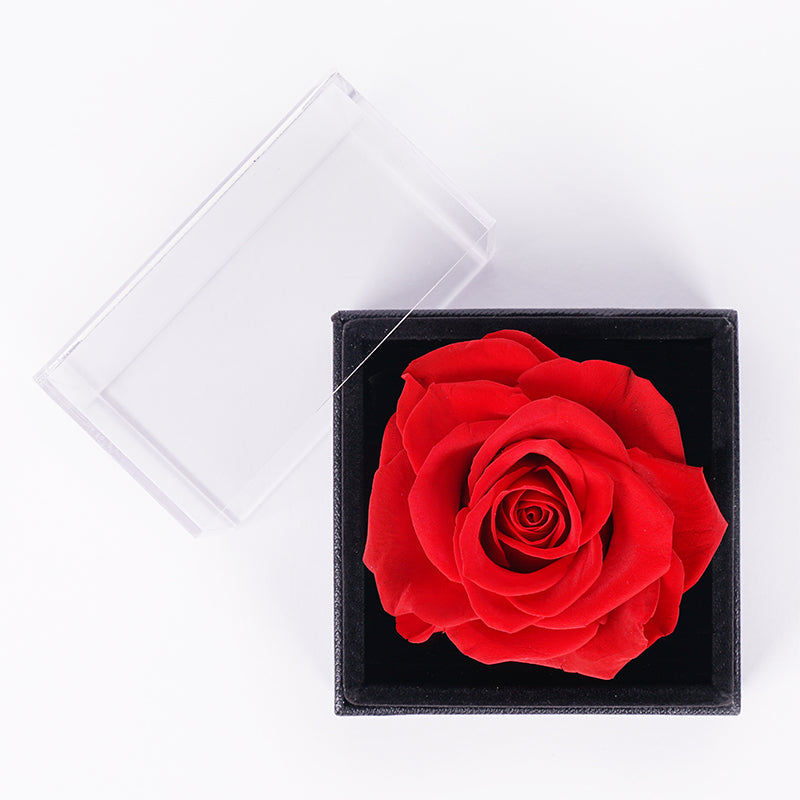 Enchanted Rose