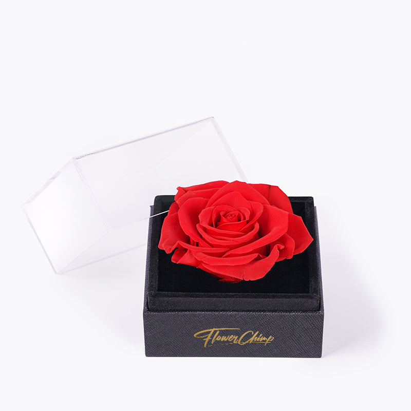 Enchanted Rose