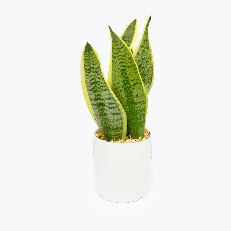 Snake Plant