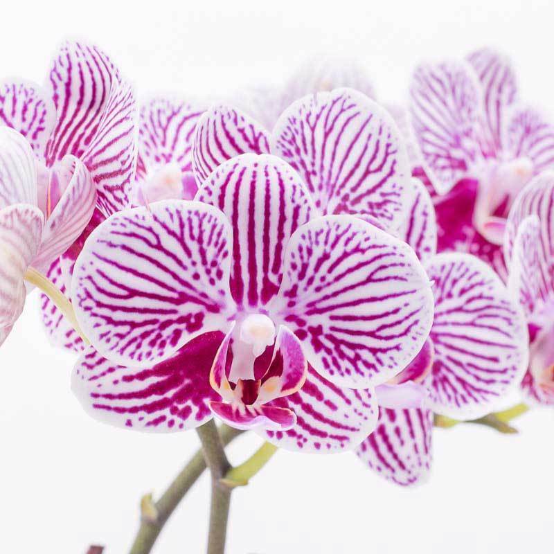 Lavender Delight Orchid