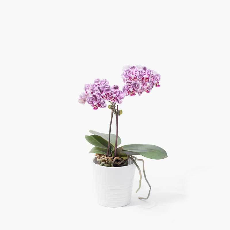 Potted Plants Indoor Plants SameDay Delivery