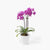 Purple Mini Orchid