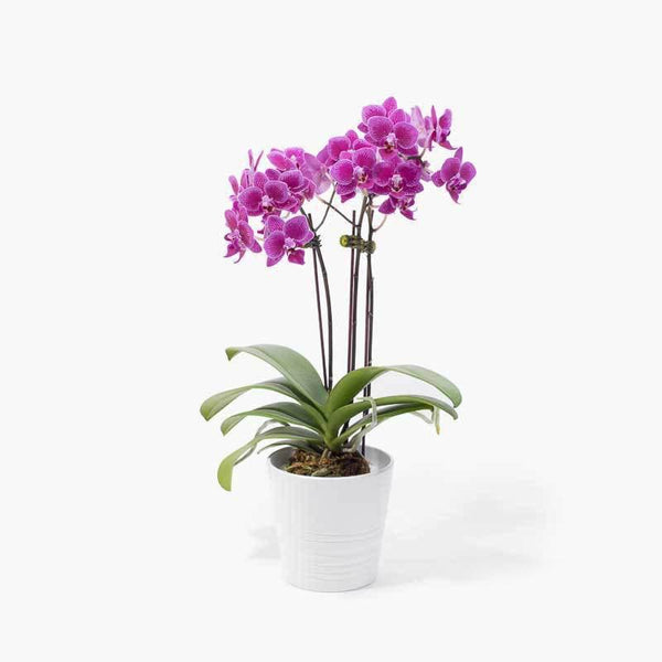 Purple Mini Orchid | Same-Day Delivery Singapore